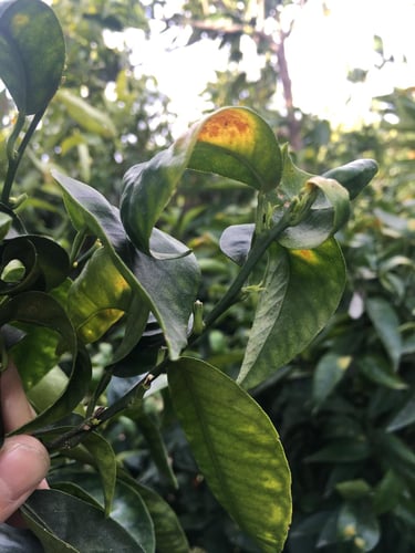 Citrico dañado por araña roja