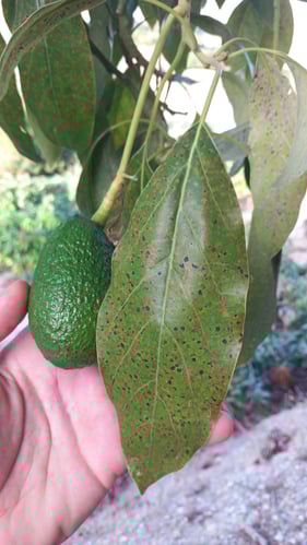 enfermedad aguacate Oligonychus perseae