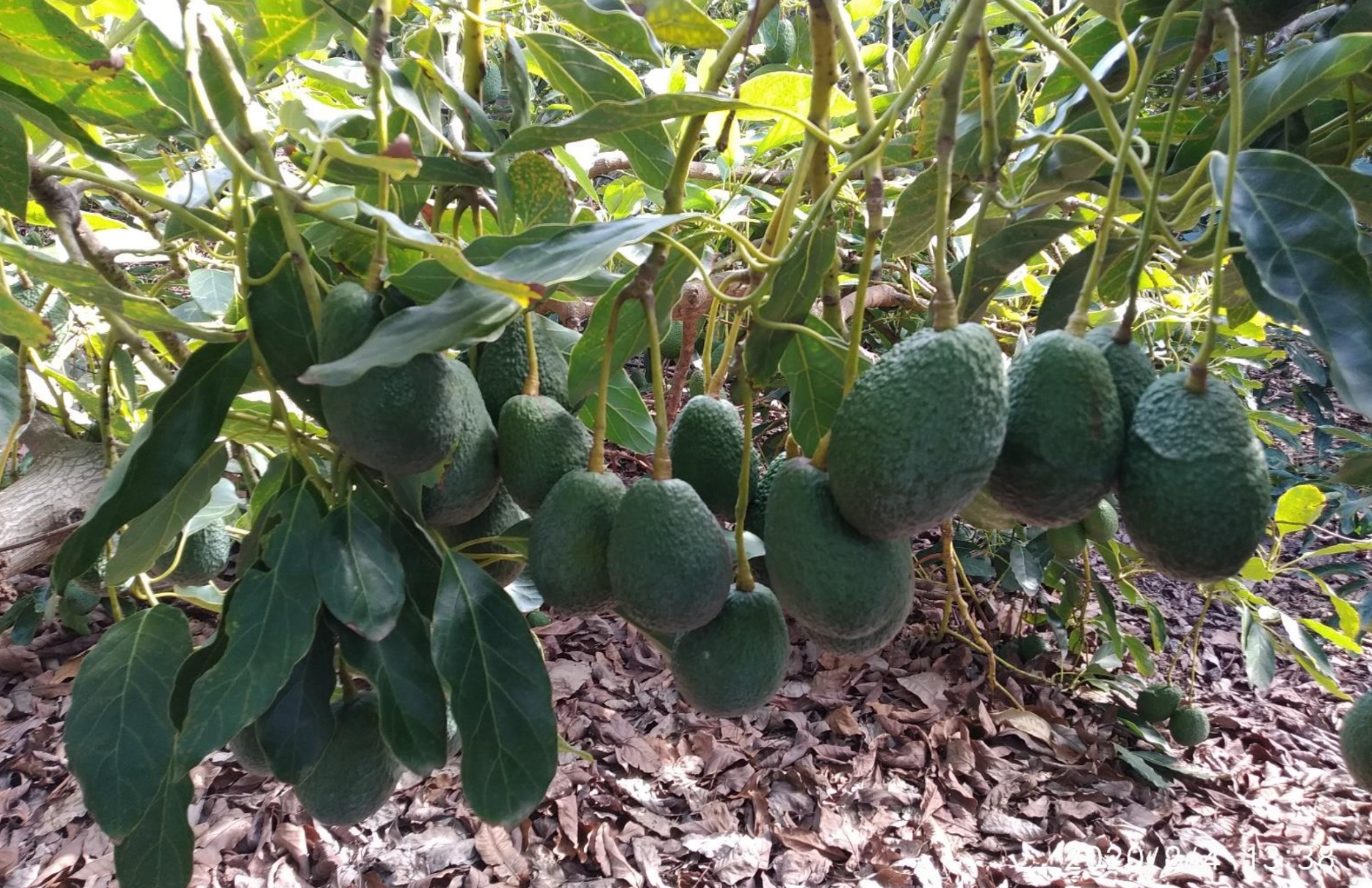 tipos de aguacate cultivados en España