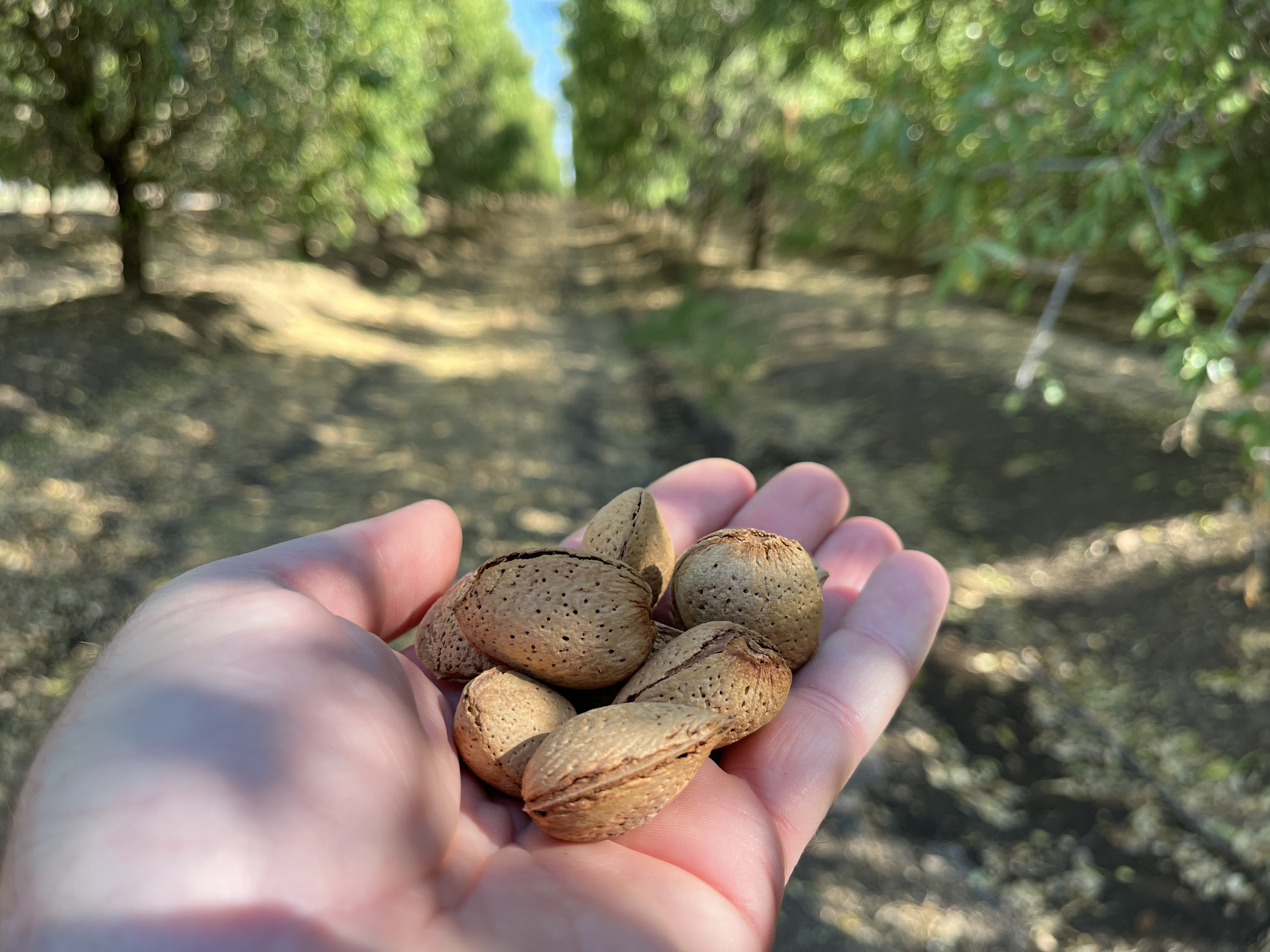 variedades almendro secano y regadío España