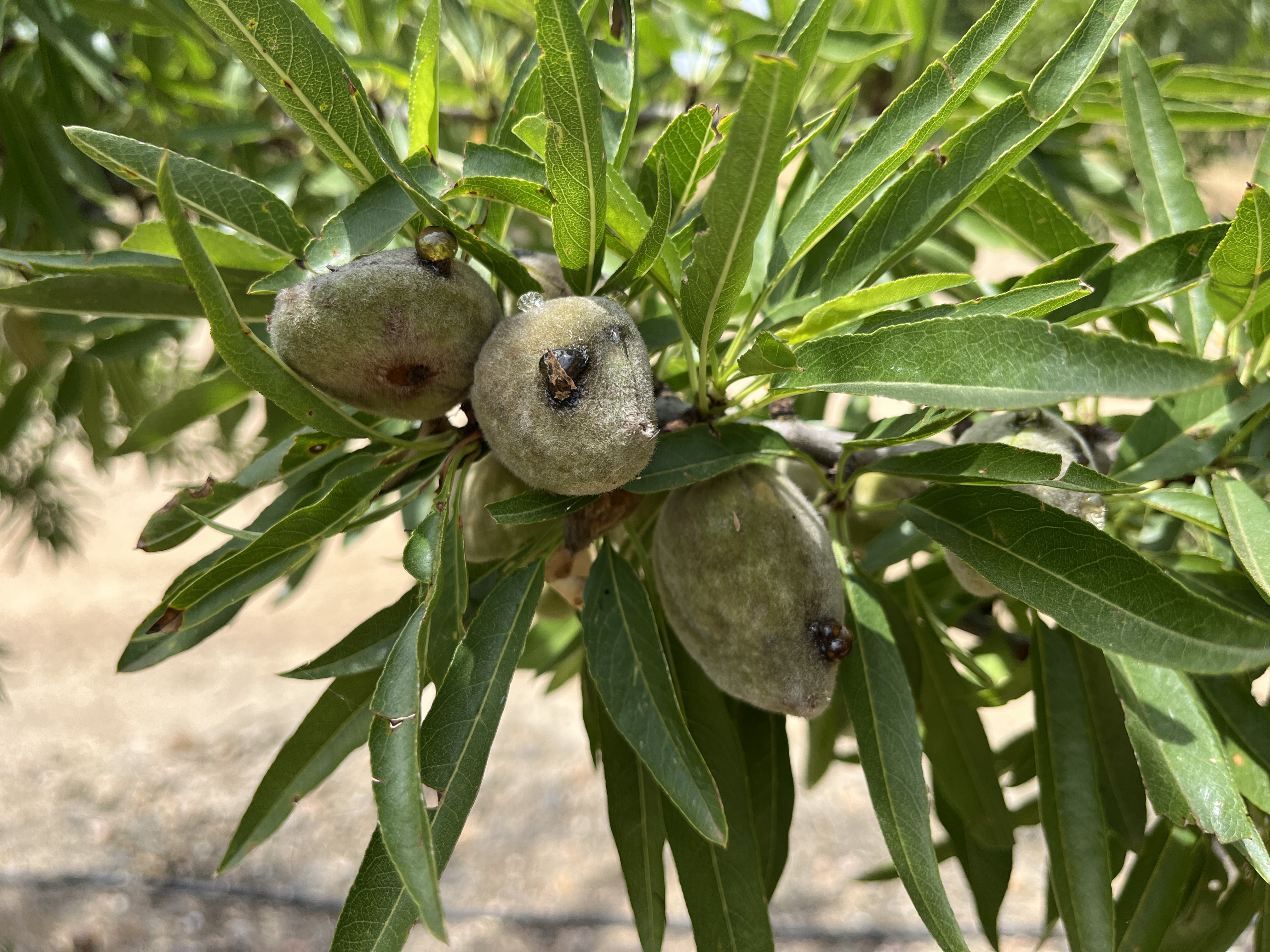 enfermedades plagas almendro