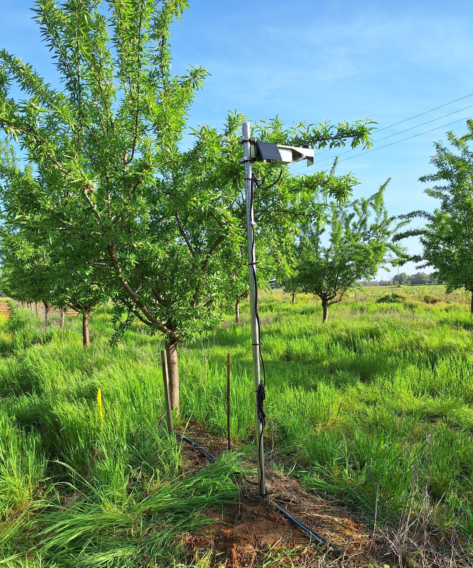Digitalización: Internet de las cosas o Internet of Things (IoT) en sector agro