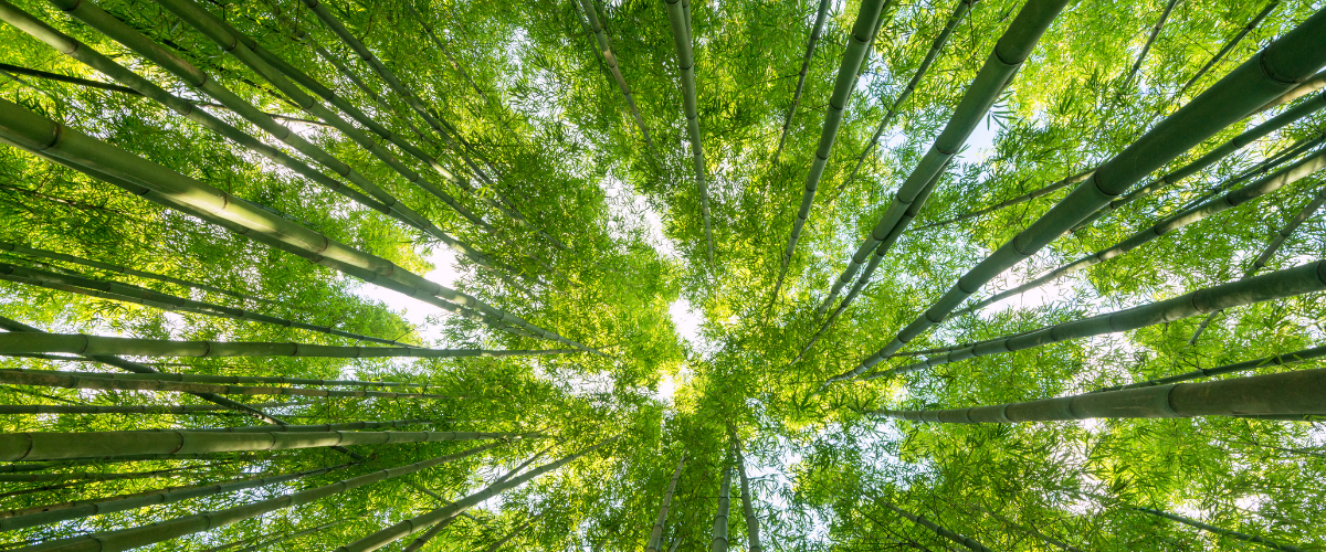 Huella de carbono, hídrica y plástica: nuevas métricas hacia la neutralidad ambiental