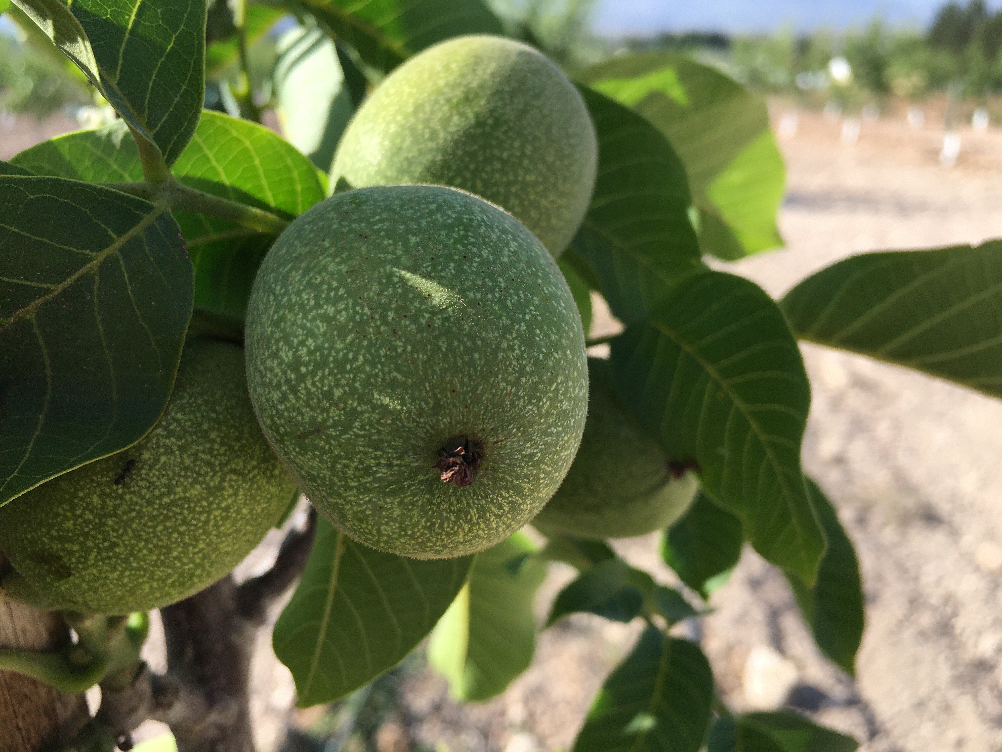 Plagas y enfermedades del nogal